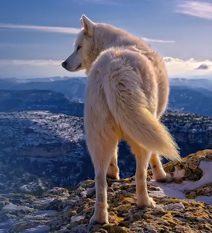 Il primo lupo artico del mondo